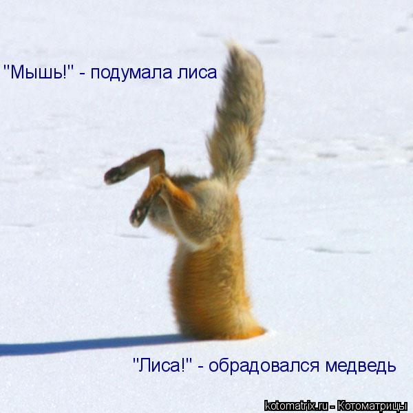Котоматрица: "Мышь!" - подумала лиса "Лиса!" - обрадовался медведь