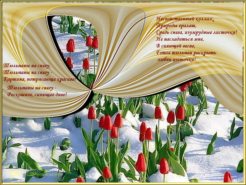 Стихи про тюльпаны и весну. Красивые тюльпаны на снегу стих. Тюльпаны в снегу. Весенние тюльпаны стихи.